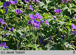 Geranium himalayense Johnson's Blue