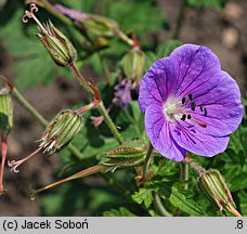 Geranium himalayense Johnson's Blue