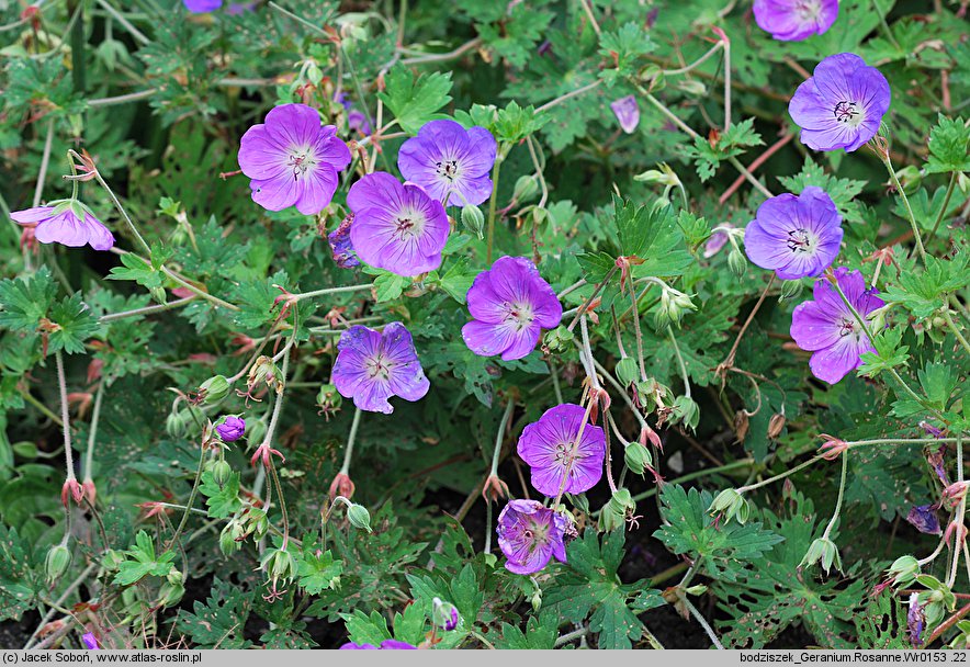 Geranium hort. Rozanne