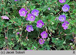 Geranium Rozanne