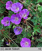 Geranium hort. Rozanne
