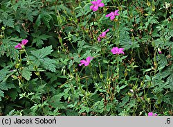 Geranium endressii Rosenlicht