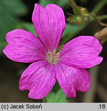 Geranium endressii Rosenlicht