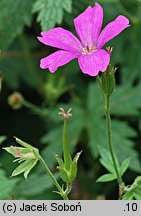 Geranium endressii Rosenlicht