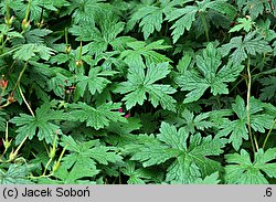 Geranium endressii Rosenlicht