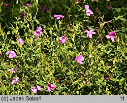 Geranium endressii Rosenlicht