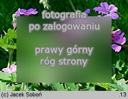 Geranium albanum (bodziszek albański)