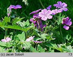 Geranium albanum (bodziszek albański)