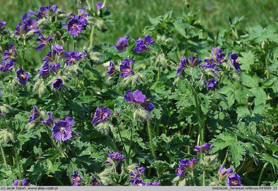 Geranium reflexum