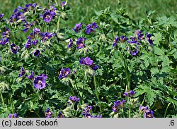 Geranium reflexum