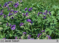 Geranium reflexum