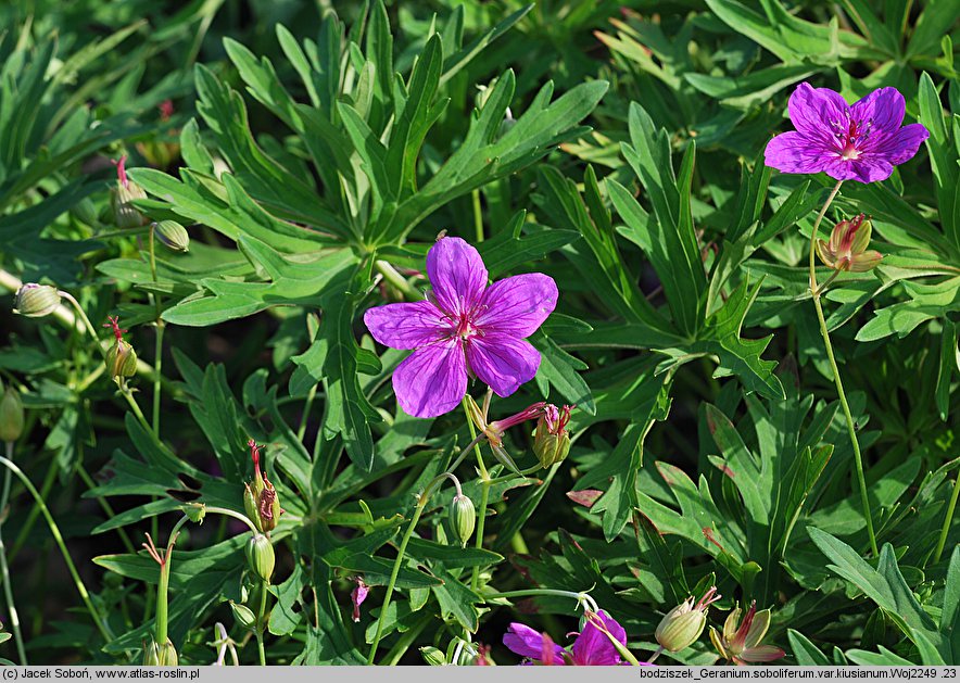 Geranium soboliferum var. kiusianum (bodziszek rozłogowy)