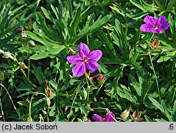 Geranium soboliferum var. kiusianum (bodziszek rozłogowy)