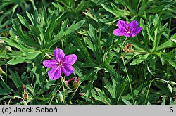 Geranium soboliferum var. kiusianum (bodziszek rozłogowy)