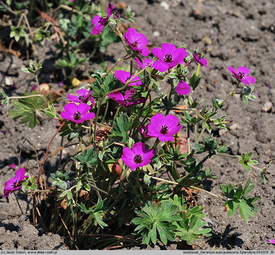 Geranium subcaulescens