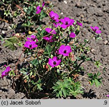 Geranium subcaulescens