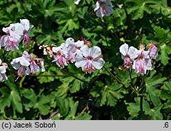 Geranium ×cantabrigense Biokovo