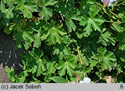 Geranium ×cantabrigense Biokovo