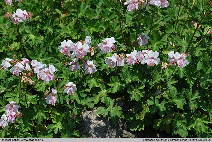 Geranium ×cantabrigense Biokovo