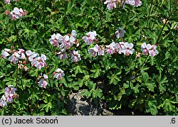 Geranium ×cantabrigense Biokovo