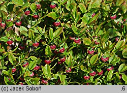 Vaccinium myrtillus (borówka czarna)