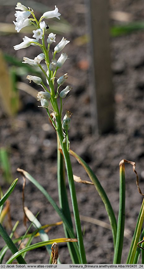 Brimeura amethystina