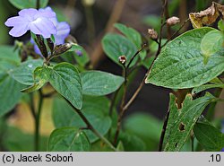 Browallia americana (browalia amerykańska)