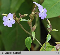 Browallia americana (browalia amerykańska)