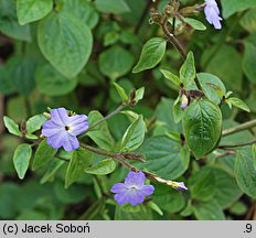 Browallia americana (browalia amerykańska)