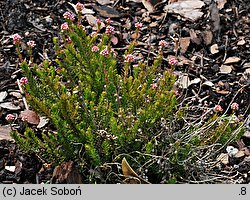 Bruckenthalia spiculifolia (brukentalia ostrolistna)