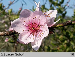 Persica vulgaris (brzoskwinia zwyczajna)