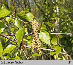 Betula pendula (brzoza brodawkowata)