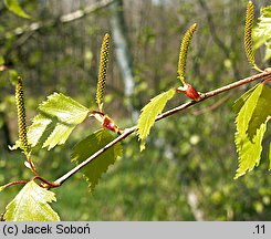 Betula pendula (brzoza brodawkowata)