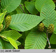 Betula chichibuensis (brzoza chichibueńska)