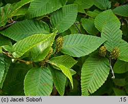 Betula chichibuensis (brzoza chichibueńska)