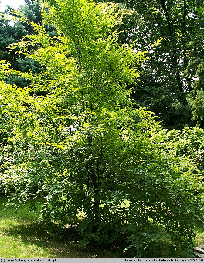 Betula chichibuensis (brzoza chichibueńska)