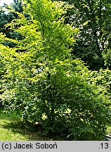 Betula chichibuensis (brzoza chichibueńska)