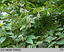 Betula chichibuensis (brzoza chichibueńska)