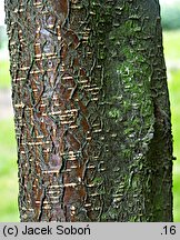 Betula chichibuensis (brzoza chichibueńska)