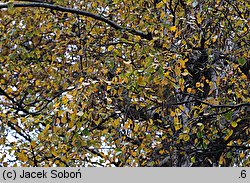 Betula populifolia (brzoza topololistna)