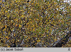 Betula populifolia (brzoza topololistna)