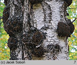 Betula populifolia (brzoza topololistna)