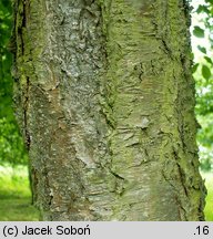 Betula alleghaniensis