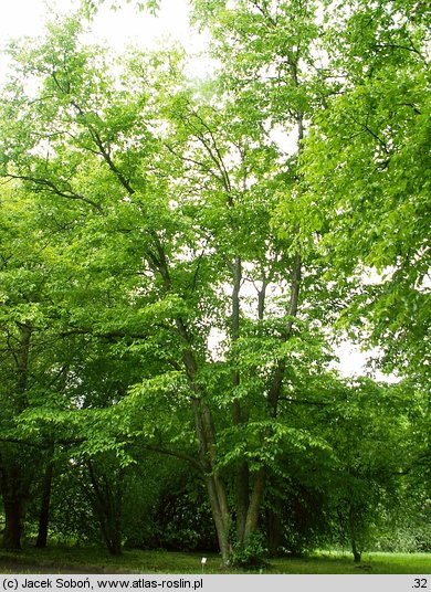 Betula alleghaniensis