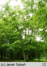 Betula alleghaniensis