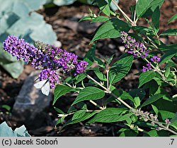 Buddleja davidii (buddleja Davida)