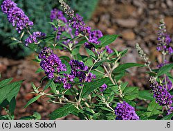 Buddleja davidii (buddleja Davida)