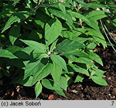 Buddleja davidii (buddleja Davida)