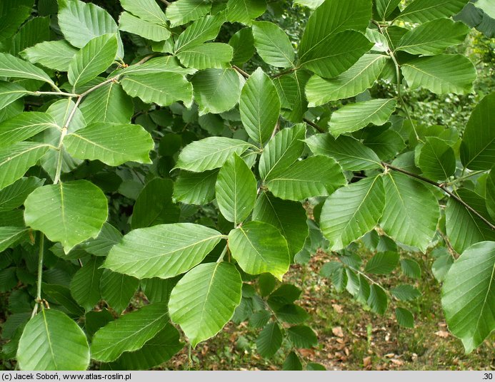 Fagus sylvatica ssp. orientalis