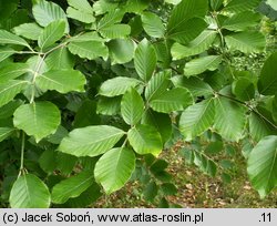 Fagus sylvatica ssp. orientalis